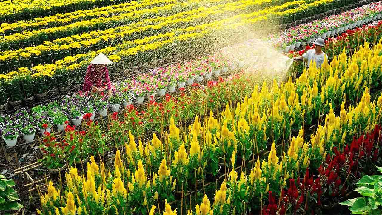 Làng hoa Sa Đéc - Check-in "vương quốc hoa" rực rỡ sắc màu ở Đồng Tháp