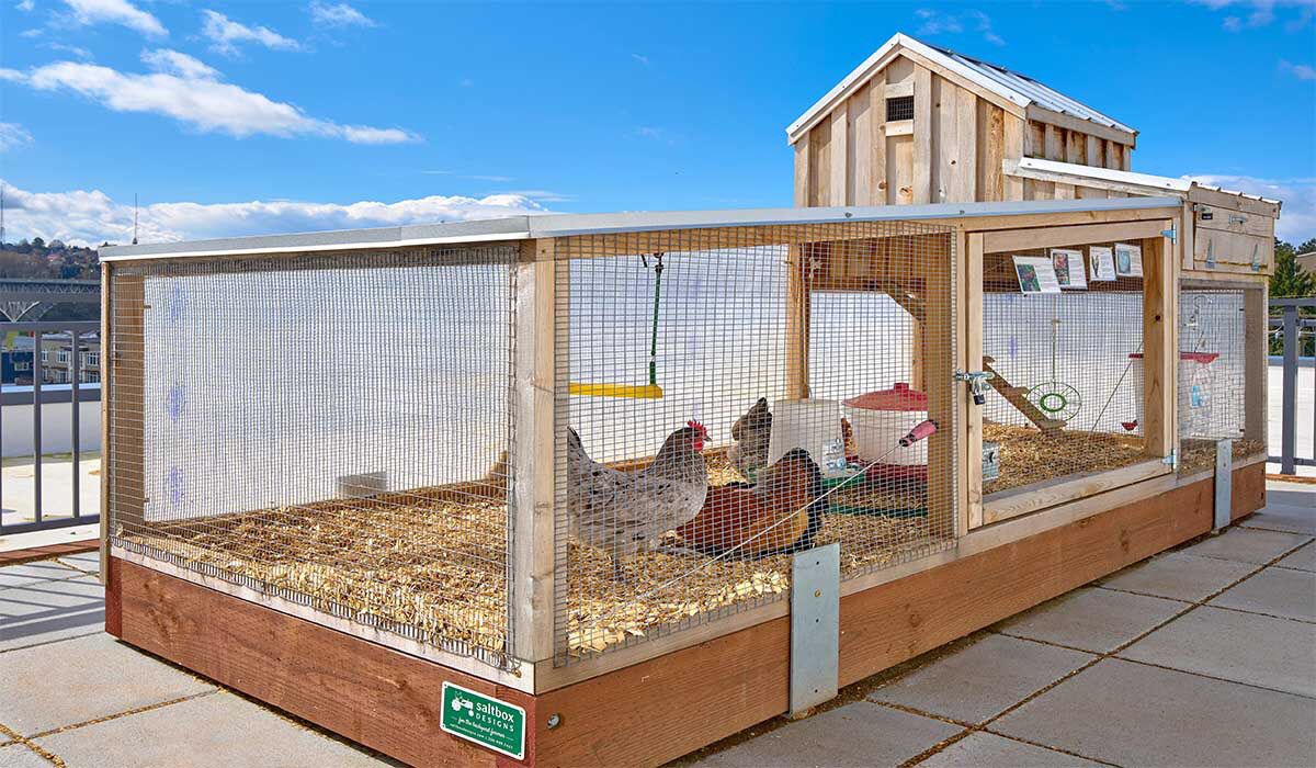 Chuồng gà trên sân thượng - Giải pháp hoàn hảo cho các căn nhà phố