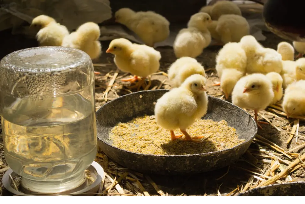 Bí quyết chăm sóc gà chọi mới nở trong trang trại gà lớn - Thế Giới Đá Gà