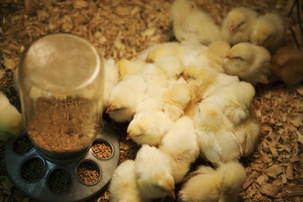 Bí quyết chăm sóc gà chọi mới nở trong trang trại gà lớn - Thế Giới Đá Gà