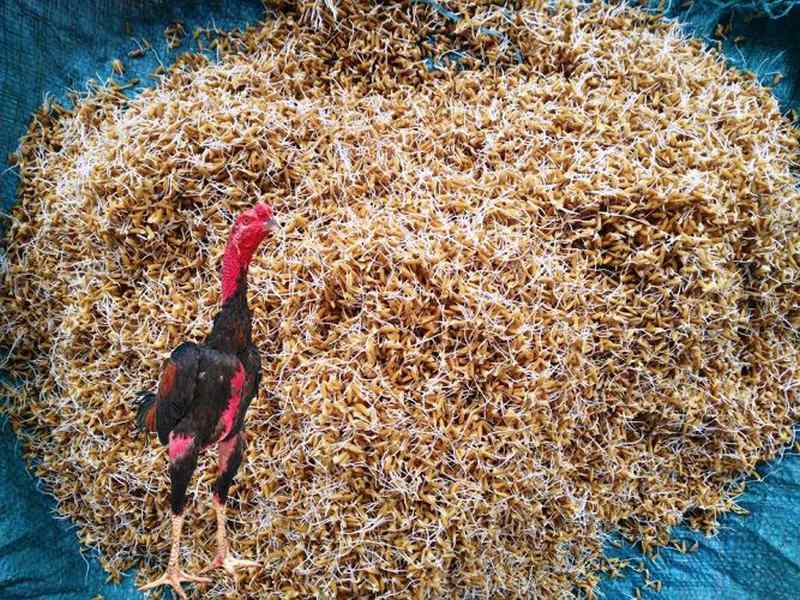 Hướng dẫn cách ngâm lúa cho gà đá đạt nhiều dinh dưỡng