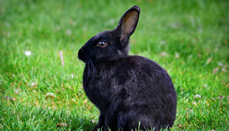 Nằm mơ thấy thỏ là điềm tốt hay xấu? Giải mã giấc mơ thấy thỏ